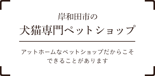 岸和田市の犬猫専門ペットショップ